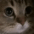 Emote #218382