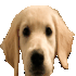 Emote #219020