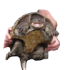 Emote #219910
